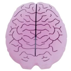 Gamma Schwingungsdämpfer Gehirn Einzeln